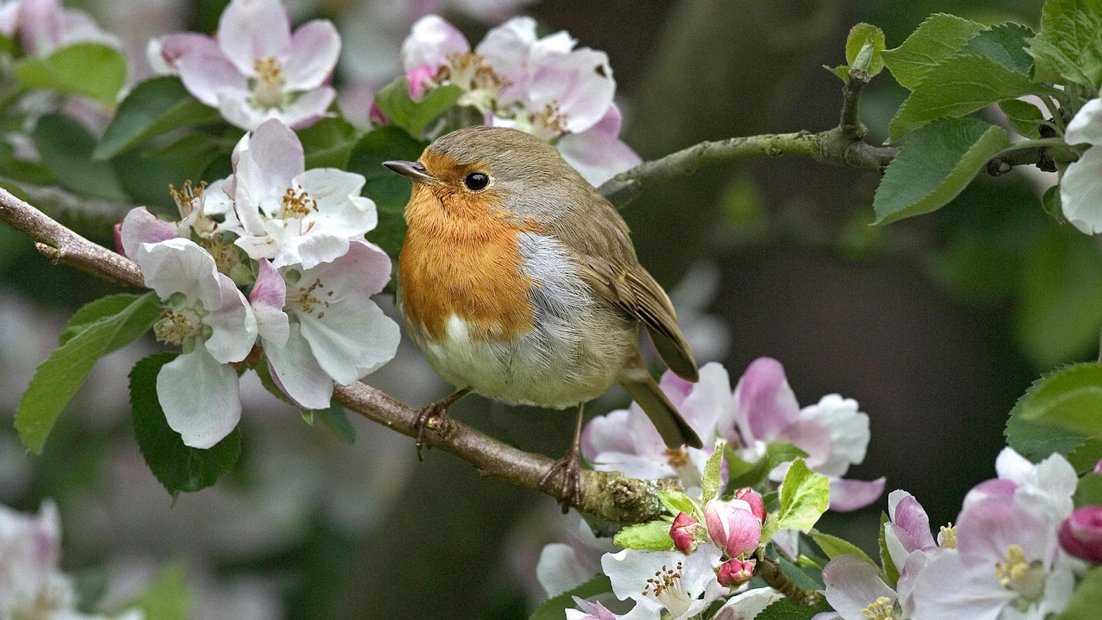 Photo of robin in a tree